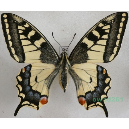 Papilio machaon Linnaeus, 1758 Paź królowej Czech 67mm18d
